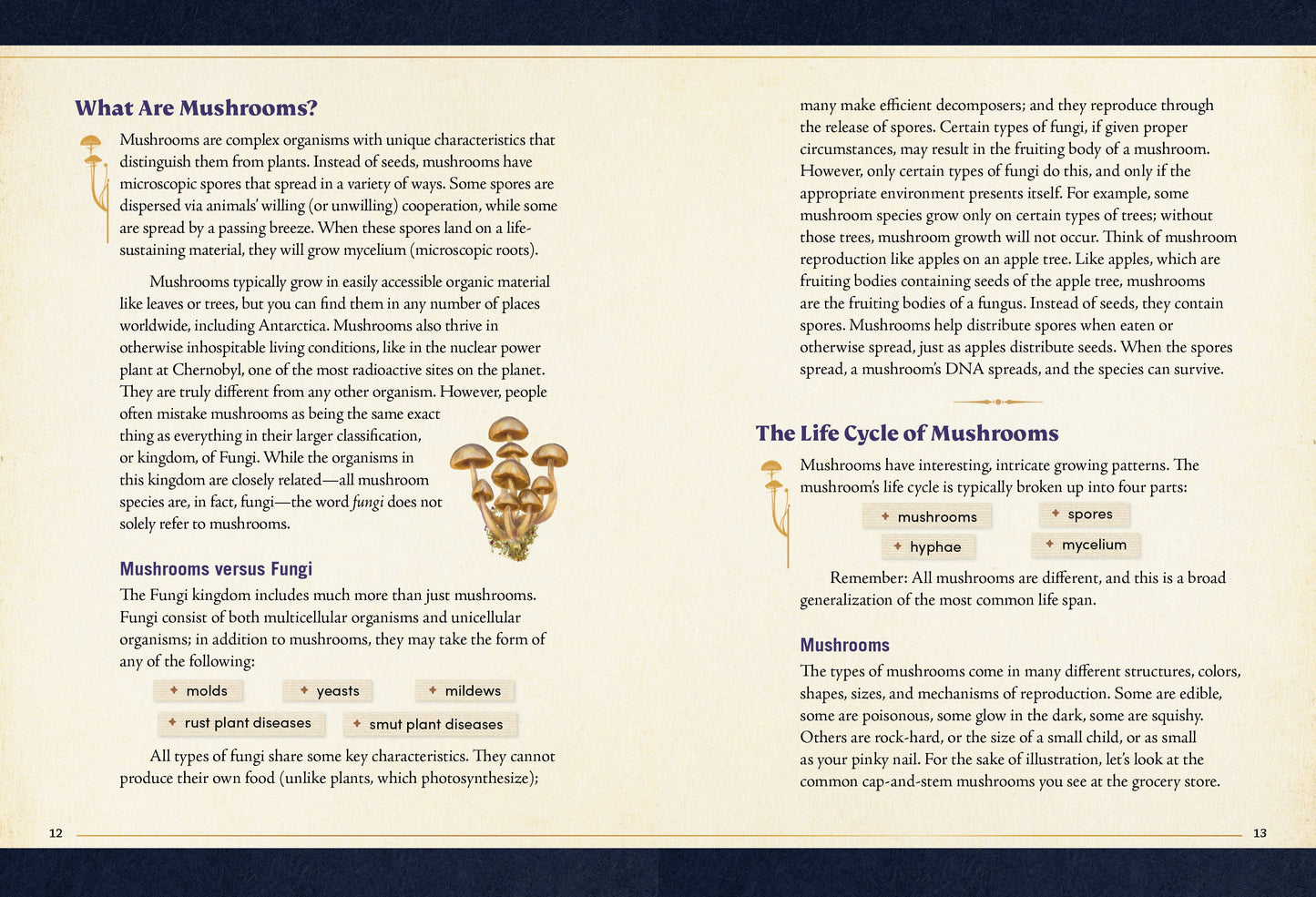 Little Book of Mushrooms